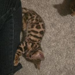Purebred Bengal Kittens from Imported Show Stock in Salisbury, nc