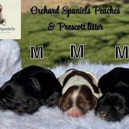 Cocker Spaniel Puppies Available in Eagle Pass, tx