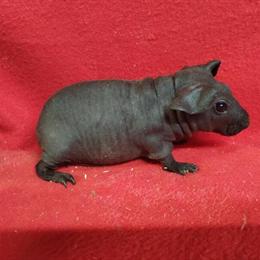 Skinny Pigs and Baldwins Available for Adoption in Davenport, ia