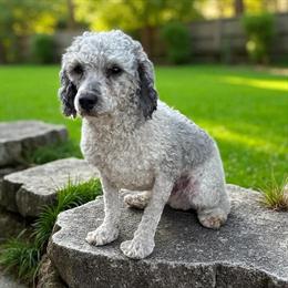 Mini Poodle Male Available for Breeding in Clare, mi