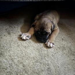 Cane Corso Puppies for Sale in Johnstown, PA in Manchester, nh