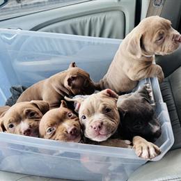 American Bully Pups Ready for Homes on 13 Dec in Miami, fl