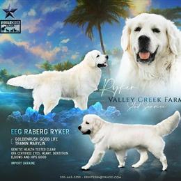 English Cream Golden Retriever Stud Service with Champion Parents in Scio, oh