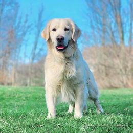 Golden Retriever Stud Available - AKC Registered and OFA Certified in Scio, oh