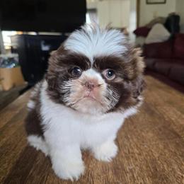 Female Shih Tzu Puppy Ready for Adoption in Stroudsburg, pa