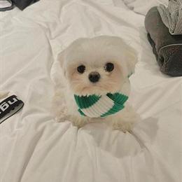 Beautiful Female Maltese Puppy Available in Clermont, fl