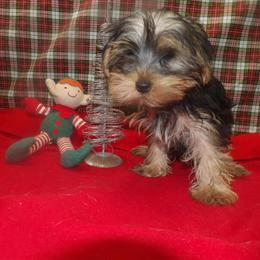 Yorkshire Terrier Alex - Playful Male Puppy Ready for a New Home in Paterson, nj