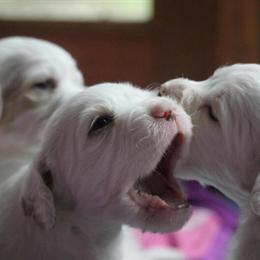 English Setter Puppies for Sale - Health Tested and Vet Checked in Peoria, il