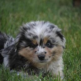 Miniature American Shepherd Puppies for Sale in Peoria, il