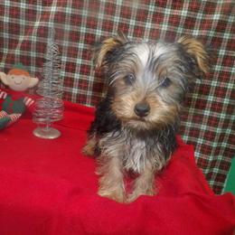 Charming Male Yorkshire Terrier Available for Adoption in Paterson, nj