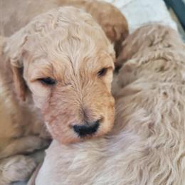 Goldendoodle Puppies Available for Christmas in Grand Rapids, mi