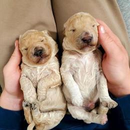 Goldendoodle Puppies Available for Christmas in Grand Rapids, mi
