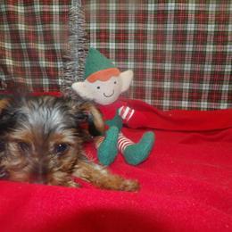 Yorkshire Terrier Puppy Maxine Available for Meet-and-Greet in Paterson, nj