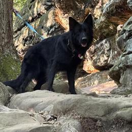 Stud Service for Solid Black German Shepherd in Cleveland, oh