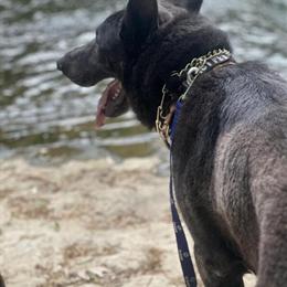 German Shepherd for Stud - AKC Blue Male Available in Cleveland, oh