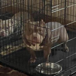 American Bully Tri Stud Available for Breeding in Dowagiac, mi