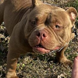 American Bully Female for Sale in Knoxville, tn