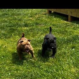 American Bully Looking for a New Home in Knoxville, tn