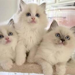 Ragdoll Kittens Available - Beautiful Purebred Litter in Ventura, ca