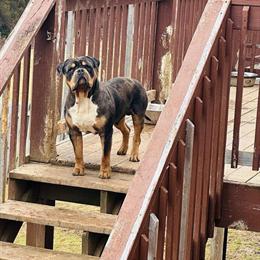 XL American Bully Puppies - Prices Reduced in Roanoke, va