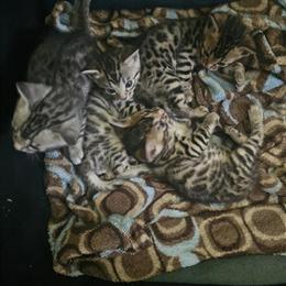 Bengal Kittens Available in Plymouth, wi