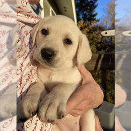 Labrador Retriever Puppies Available in Scarborough, me