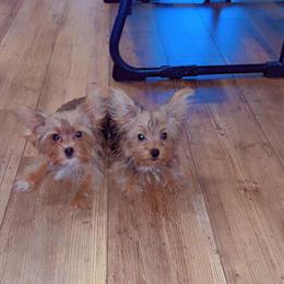 Teacup Sable Yorkshire Terrier Puppies in Orlando, fl