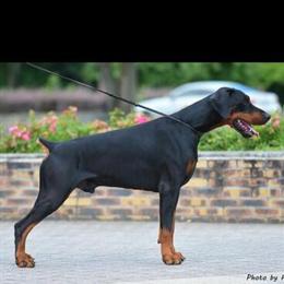 Doberman Pinschers - AKC Registered Puppies Available in Wilkesboro, nc