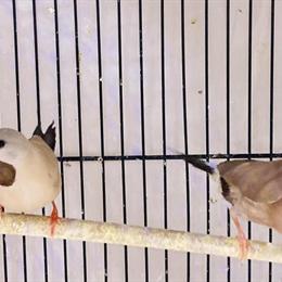 Shaft tail finches for sale - fawn and regular pairs available in Los Angeles, ca