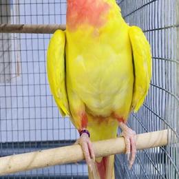 Princess of Wales Parrot Pair for Rehome in Los Angeles, ca