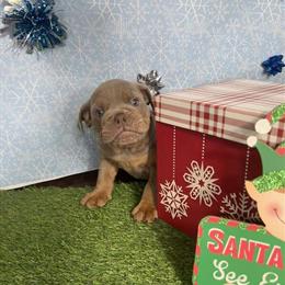 English Bulldog Male - Lilac Tri Available in Houston, TX in Cypress, tx
