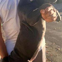 Cane Corso with AKC and ICCF Registration for Sale in Moreno Valley, ca