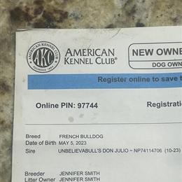 French Bulldog Male - Blue Merle Fluffy Carrier Available in Lithonia, ga