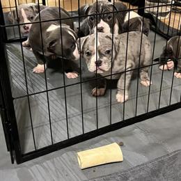 American Bullies for Adoption in Lithonia, ga