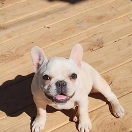 French Bulldogs - 5 Month Old Females in Altus, ok