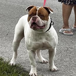 American Bulldog Male for Adoption in Gainesville, fl