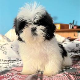 Female Shih Tzu Puppy Ready Now in Stroudsburg, pa