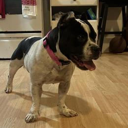 Female Pocket Bully Available for Rehoming in Summerville, sc