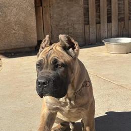 Male Cane Corso Puppy Available in Simi Valley, ca