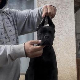 Cane Corso Puppies Available in Simi Valley, ca
