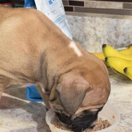 Male Boerboel Puppy for Sale in Cleveland, oh