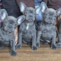 French Bulldog Puppies Ready for Adoption in Stroudsburg, pa