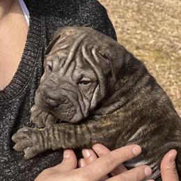 Shar Pei Puppies Available in Elk River, mn