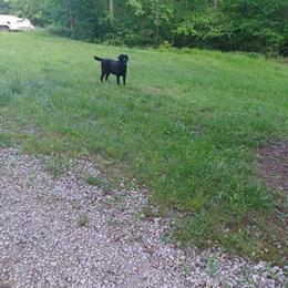 Labrador Retriever Proven Stud Available in Georgetown, ky