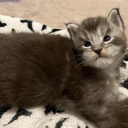 Maine Coon Kittens Ready for Adoption in Bristow, va