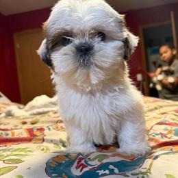 Male Shih Tzu Puppy Ready Now in Stroudsburg, pa