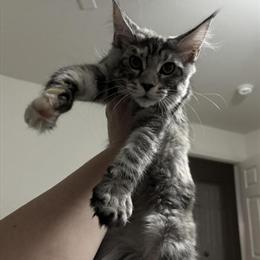 Maine Coon Kittens Ready Today in Bristow, va