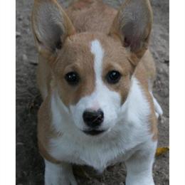 Pembroke Welsh Corgi Puppy Available in Wisconsin in Lancaster, wi