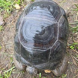 Aldabra Tortoise for Sale - 2 Years Old in Imlay City, mi