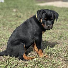Rottweiler Puppies Looking for Forever Homes in Palm Bay, FL in Palm Bay, fl